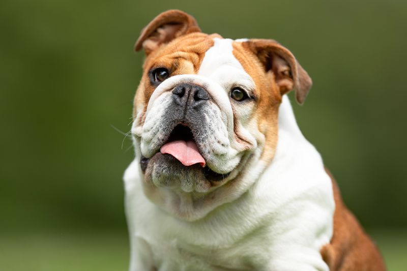 Healthy english hot sale bulldog