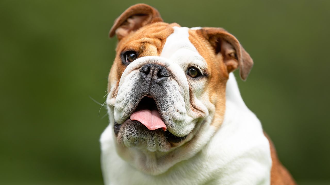 Adorable cute english bulldog Accessories and Clothes for your Pup