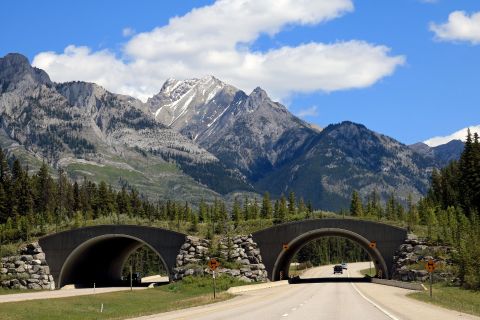 The Trans-Canada Highway cuts through Canada's Banff National Park, creating a major obstacle for animals moving across their territory. But wildlife underpasses and overpasses have reduced roadkill incidents by more than 80%, according to local conservation group Y2Y. <strong>Scroll through the gallery to see more wildlife crossings around the world.</strong>