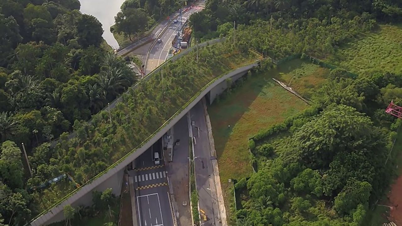 Singapore is one of the world's densest urban spaces, but parts of the country are undergoing a rewilding transformation. The Mandai Wildlife Bridge reconnects two parts of a nature reserve containing dozens of rare species, such as the sambar deer and the common-palm civet.