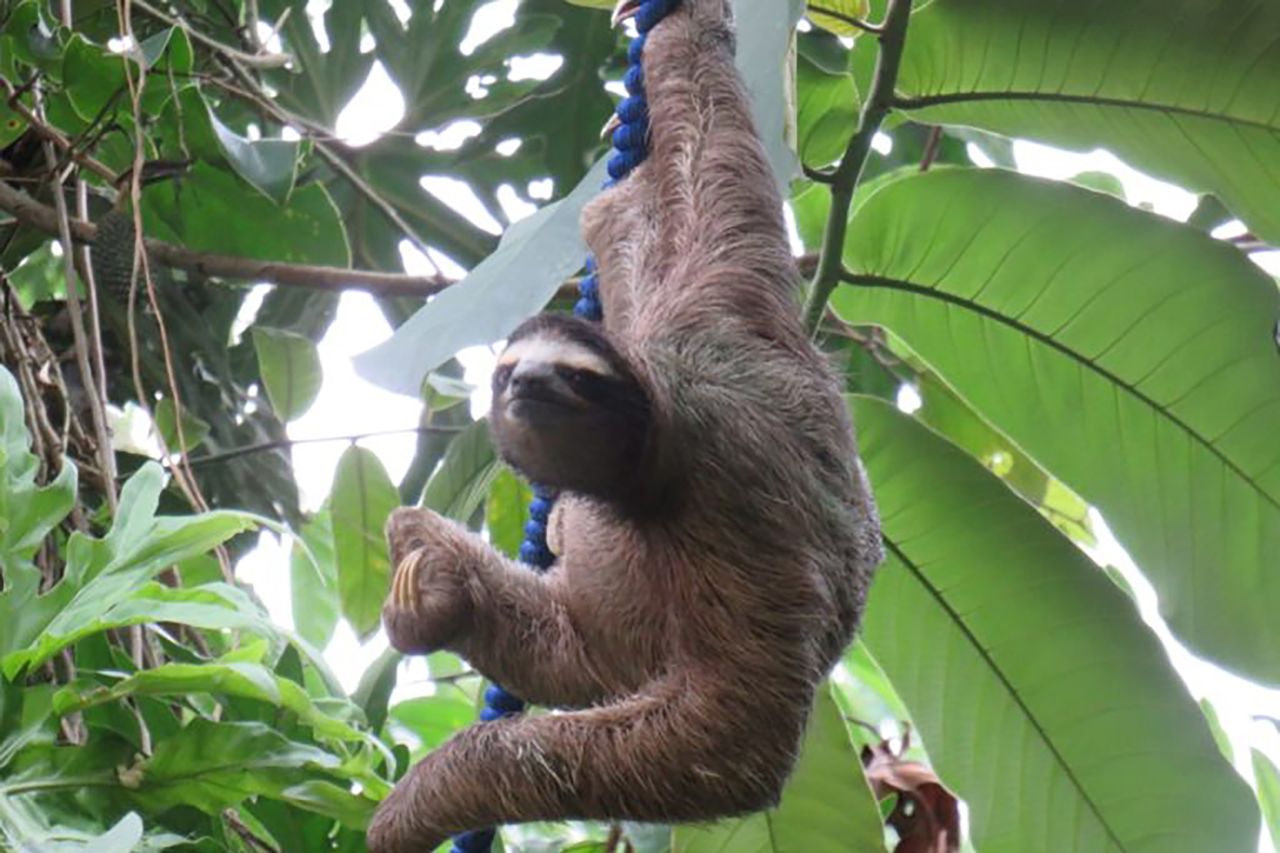 With deforestation eating into their natural habitats, it's harder for sloths in some parts of Costa Rica to find branches to swing between, and they can end up crossing roads at the mercy of cars and dogs. Simple rope bridges help not only sloths to traverse patches of forest -- monkeys and opossums have been seen using them too.