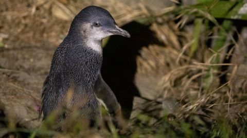 Little blue penguins are the world's smallest penguin species and are native to New Zealand.