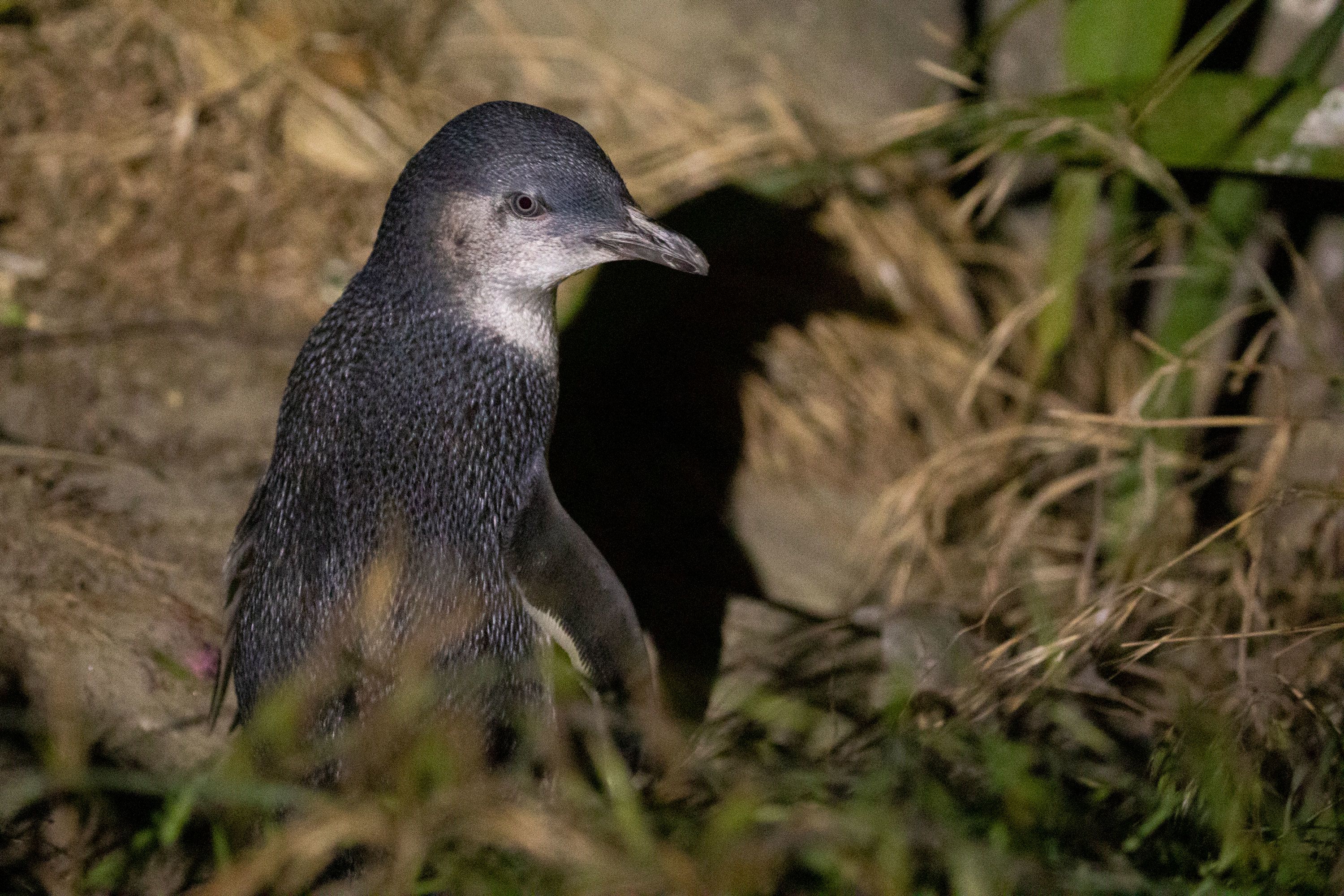 New Zealand: Dead little blue penguins keep washing ashore.  Conservationists say climate change may be to blame | CNN