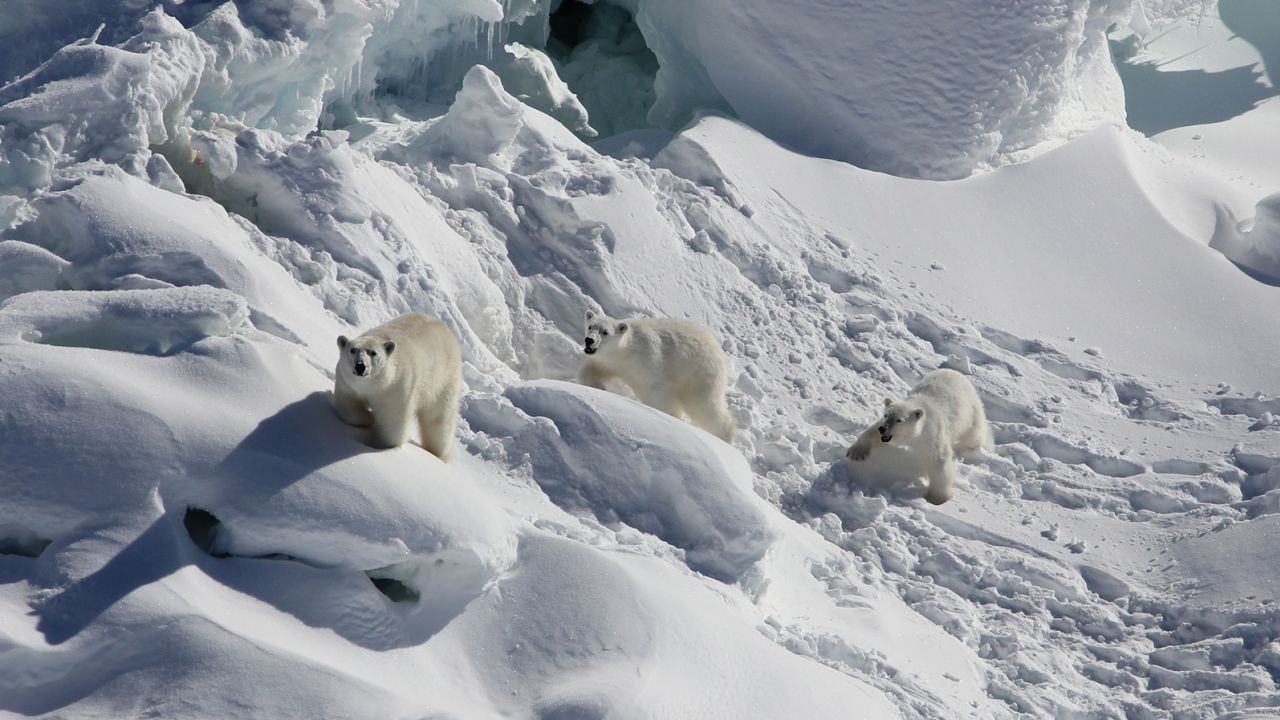 An adult female polar bear (left) and two 1-year-old cubs walk over snow-covered freshwater glacier ice in March 2015. 