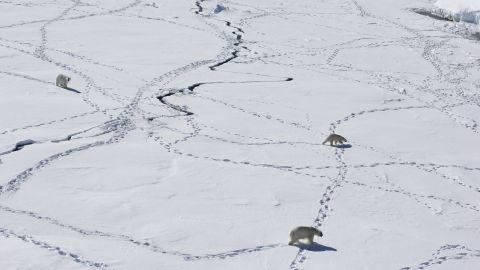 Three adult polar bears can be seen using the sea ice during the limited time when it is available in April 2015.