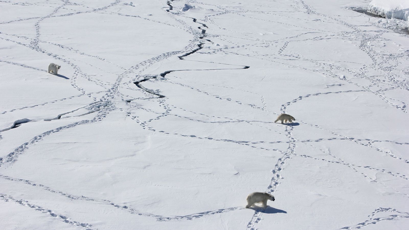 Most polar bears could struggle to survive in the Arctic by 2100