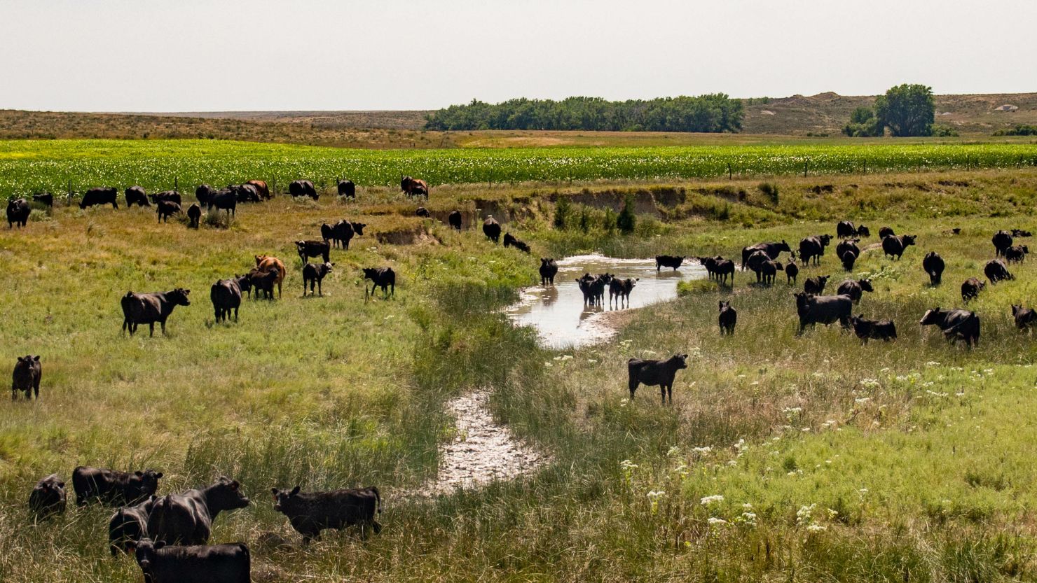 summer cattles STOCK