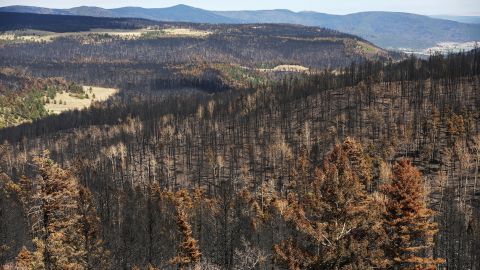 Trees scorched by the Hermits Peak/Calf Canyon Fire amid exceptional drought conditions in the area on June 2, 2022 near Mora, New Mexico.