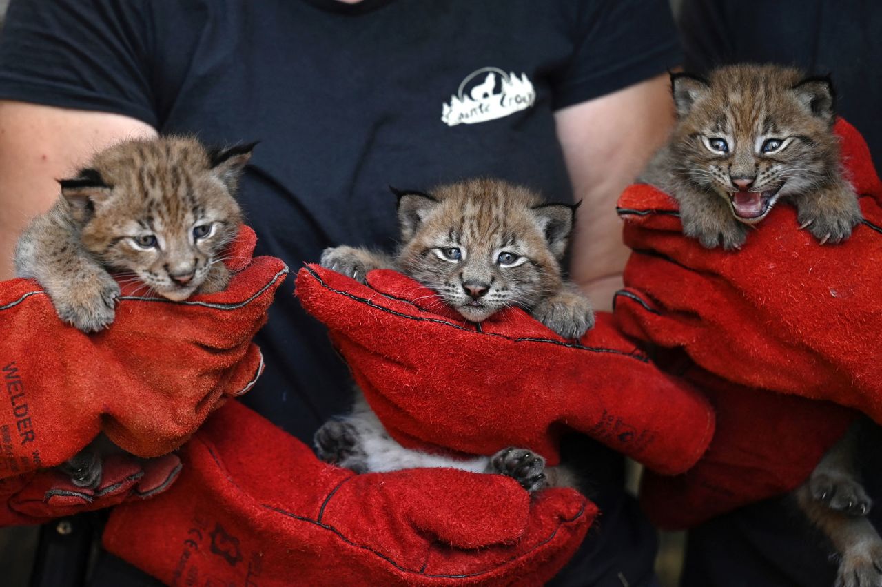 Three female lynx cubs, born in May, are seen Wednesday, June 15, at the Sainte-Croix animal park in Rhodes, France.