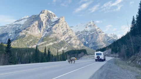 The Trans-Canada highway cuts through the stunning scenery of Alberta. 