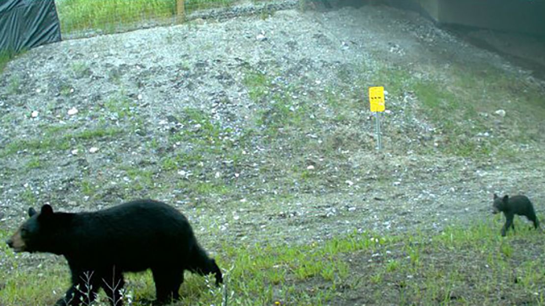 Footage from a camera trap shows a bear and its cubs using an underpass in Alberta.