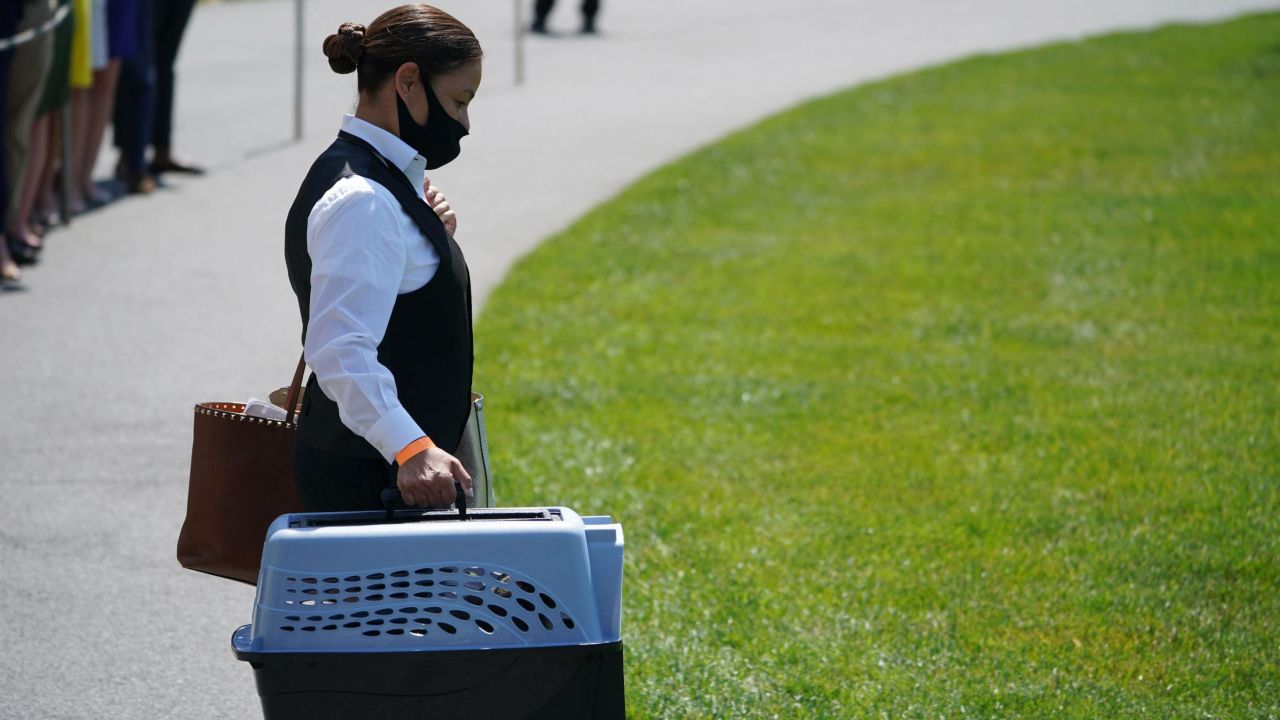 "Willow" the Biden's cat is taken to Marine One before US President Joe Biden and First Lady Jill Biden boarded Marine One on the South Lawn of the White House in Washington, DC on June 17, 2022. - The Bidens are spending the weekend in Rehoboth Beach, Delaware. (Photo by MANDEL NGAN / AFP) (Photo by MANDEL NGAN/AFP via Getty Images)