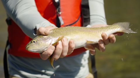 CNN Chief Climate Correspondent Bill Weir holds a rainbow trout caught on the Green River.