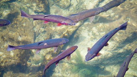 Fly fishermen come from all over the world to fish the Green River's rainbow and brown trout.