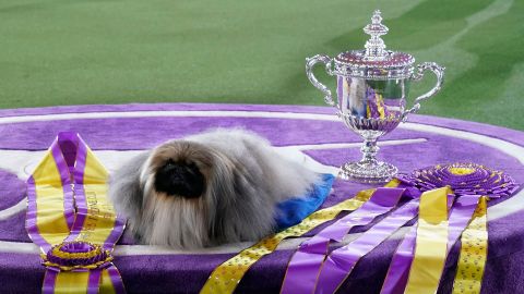 Westminster Dog Show 2022: Time, schedule and what to know | CNN