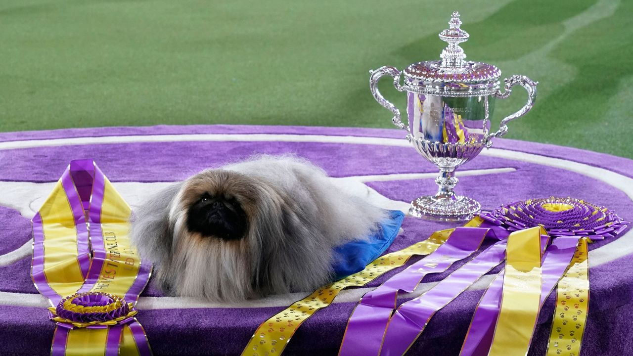 Pekingese dog "Wasabi" is seen with the trophy after winning Best in Show at the 145th Annual Westminster Kennel Club Dog Show June 13, 2021.