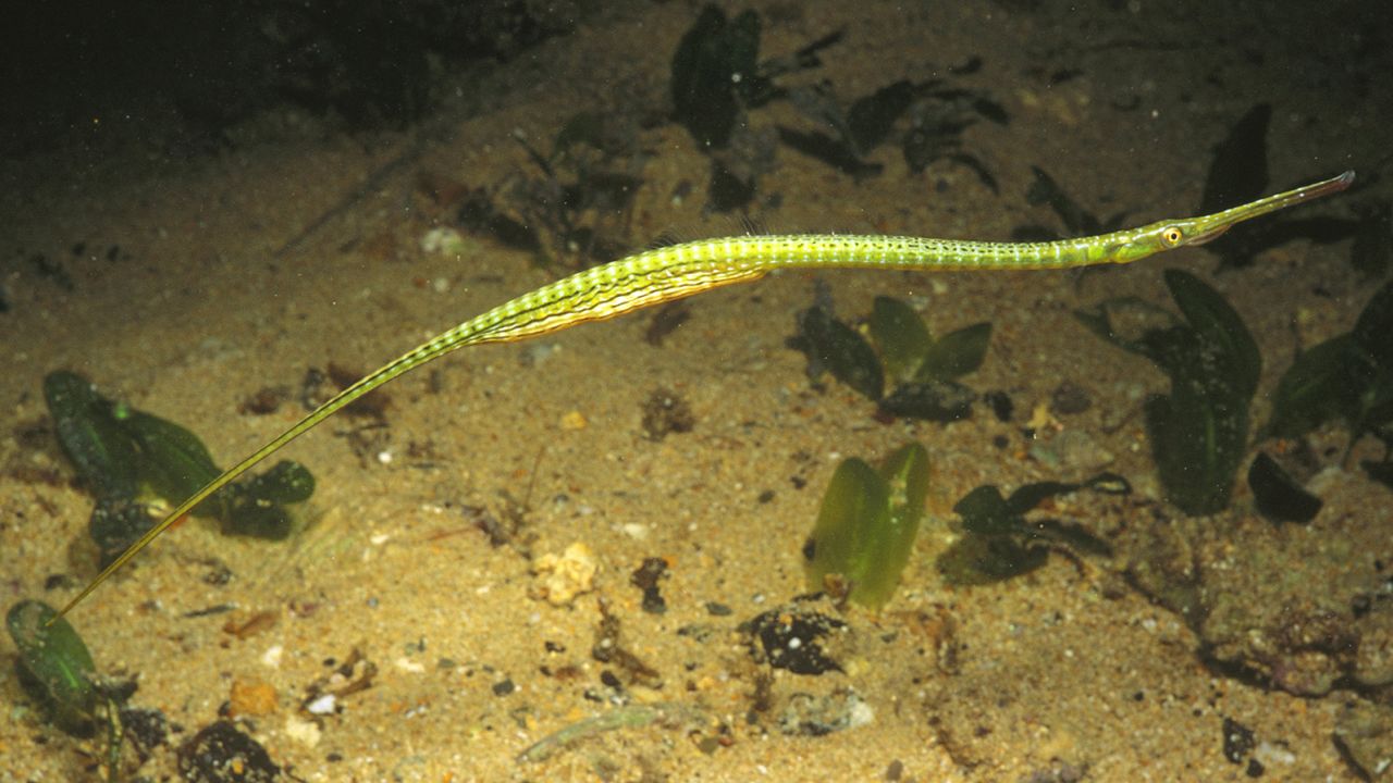 Un pez pipa manchado macho (Stigmatopora argus) lleva huevos en la bolsa debajo de su cola hasta que eclosionan frente a la costa de Edithburgh en la península de Yorke en el sur de Australia.