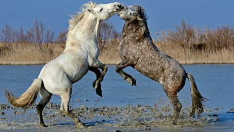 Stallions fight on marsh in the Camargue region of Provence in France.