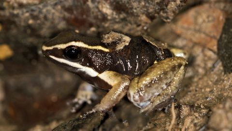 A small brilliant-thighed poison frog (Allobates femoralis) carries its young on its back at the Tambopata National Reserve in Peru. 