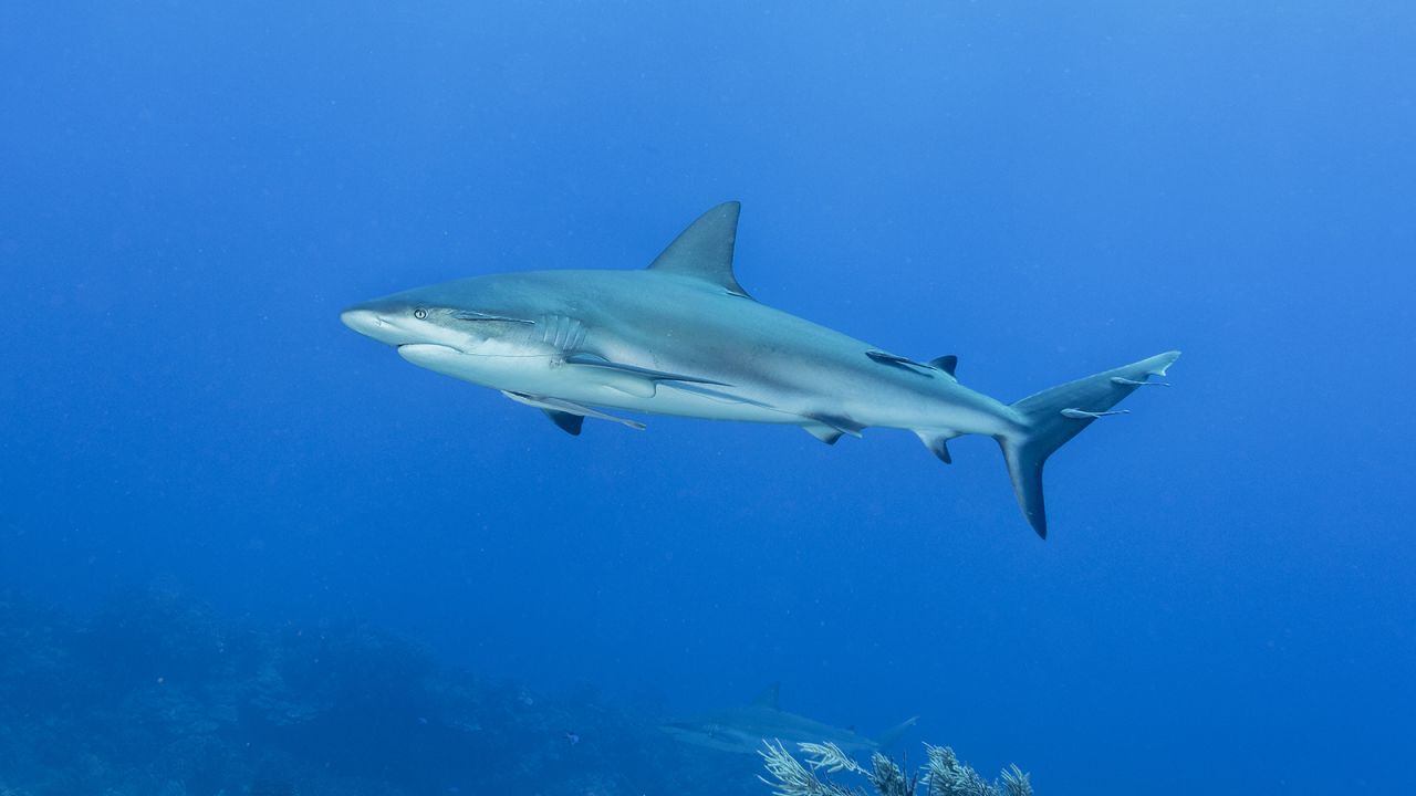 Carribean reef sharks are listed as endangered by the IUCN due to threats from fishing and habitat loss.