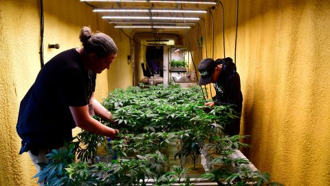 Matt Litrenta, left, and Mike Biggio, right, check on some of their marijuana plants inside Flower Factory at Area 420 on April 20, 2022, in Moffat, Colorado. 