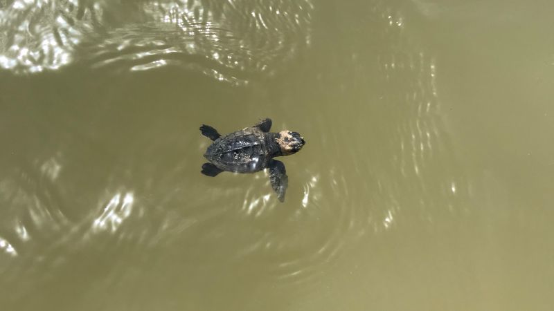 For the first time a sea turtle has laid its eggs on this Texas