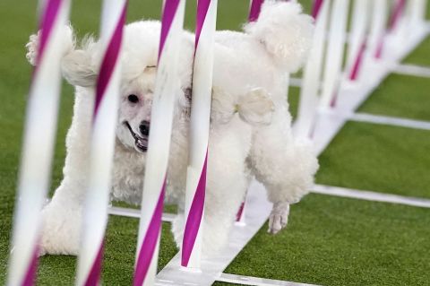 A poodle competes in the agility championship.