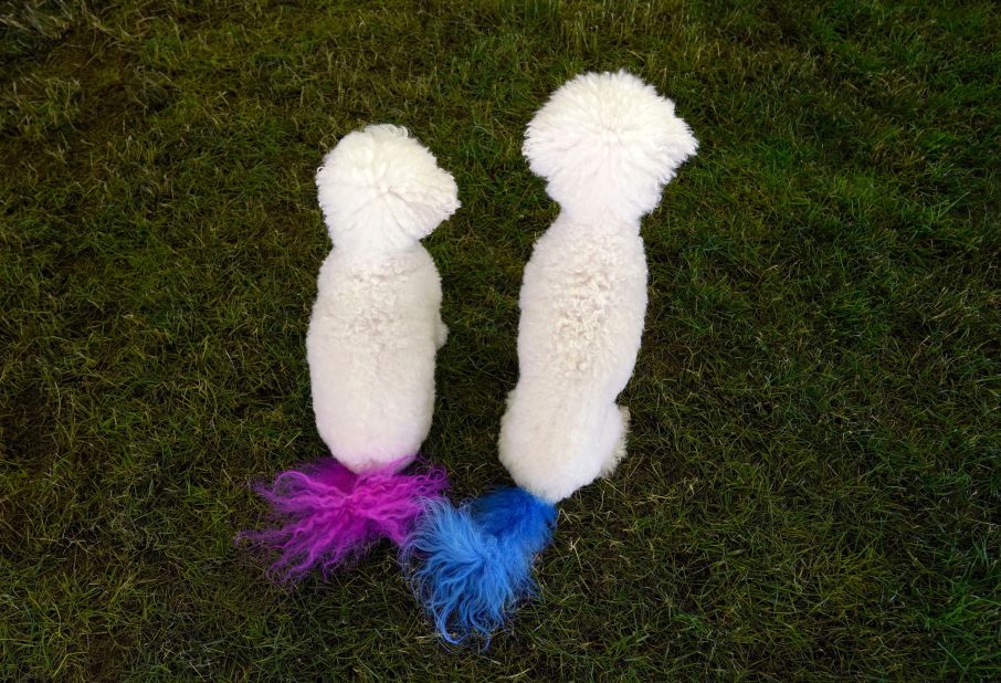 Bichon frises sit in the benching area during the agility competition on Saturday, June 19.