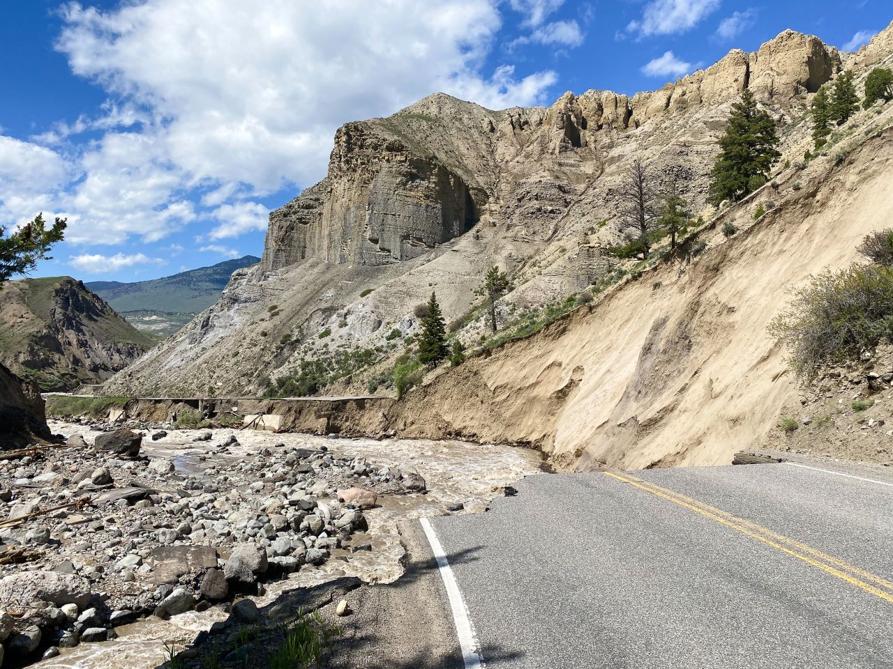 are dogs allowed into yellowstone national park