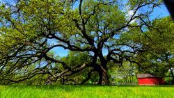 Virginia Emancipation Oak