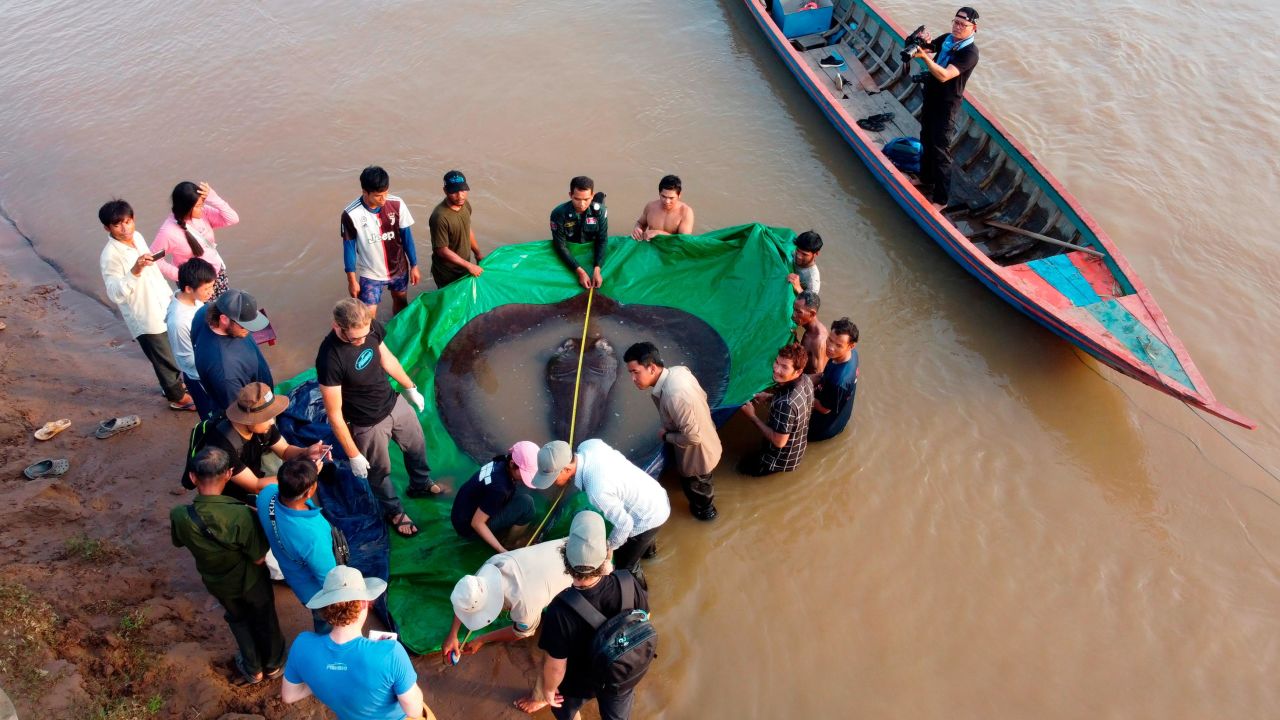 Cambodian and American scientists and officials measure the giant freshwater stingray on June 14 in the northeastern province of Stung Treng, Cambodia.