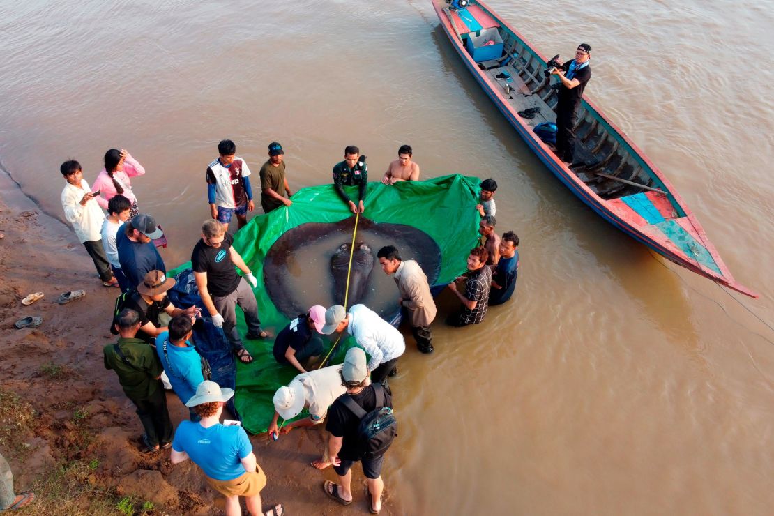 Cambodian and American scientists and officials measure the giant freshwater stingray on June 14 in the northeastern province of Stung Treng, Cambodia. 