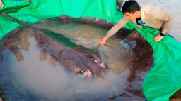 In this photo provided by Wonders of the Mekong taken on June 14, 2022, a man touches a giant freshwater stingray before being released back into the Mekong River in the northeastern province of Stung Treng, Cambodia. A local fisherman caught the 661-pound (300-kilogram) stingray, which set the record for the world's largest known freshwater fish and earned him a $600 reward. (Chhut Chheana/Wonders of the Mekong via AP)