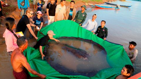 Investigadores y funcionarios se preparan para devolver la raya gigante de agua dulce al río Mekong.