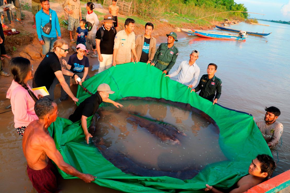 Researchers and officials prepare to release the giant freshwater stingray back into the Mekong River.