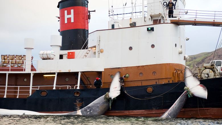 The tails of two 35-tonne Fin whales are bound to a Hvalur boat on June 19, 2009 after being caught off the coast of Hvalfjsrour, north of Reykjavik, on the western coast of Iceland. Denmark on June 23, 2009 officially requested permission to resume hunting humpback whales off Greenland, in a move that has angered environmentalists. Ole Samsing, Danish commissioner at the annual International Whaling Commission (IWC) conference being held on the Portuguese island of Madeira, made the call and demanded a "quick solution".  