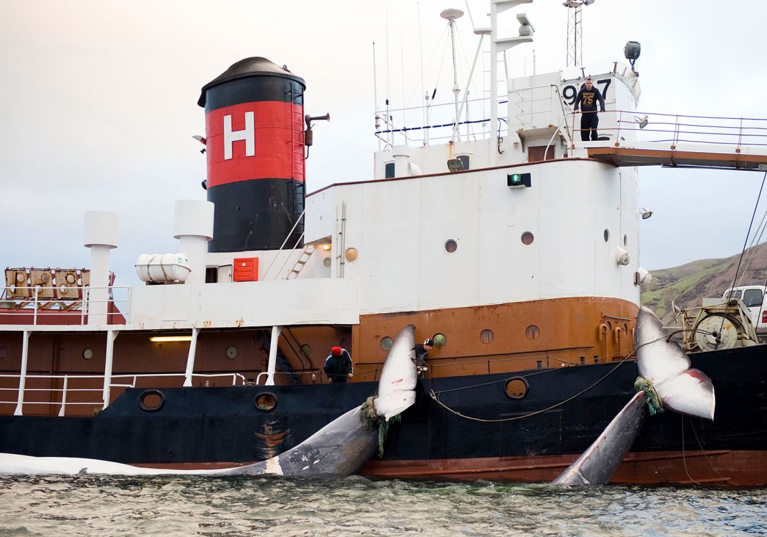 The tails of two 35-tonne Fin whales killed by hunters in June 2009.