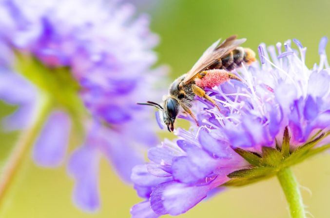 Since the 1930s, <a href="https://www.kew.org/read-and-watch/meadows-matter#:~:text=Wild%20flower%20meadows%20are%20one,on%20the%20food%20we%20eat." target="_blank" target="_blank">97% of the UK's wildflower meadows</a> have been lost to farmlands and urban development, leading to drastic declines of insect populations and species such as the scabious bee, which relies on woodlands with <a href="https://cdn.buglife.org.uk/2019/08/Small-scabious-mining-bee-Andrena-marginata-Final-updated.pdf" target="_blank" target="_blank">an abundance of devil's-bit scabious flowers for its habitat</a>. 