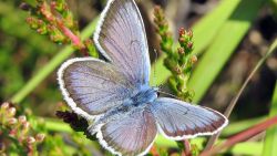 Buglife silver studded blue