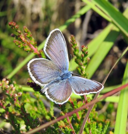 Found mostly in southern England, the distribution of the silver-studded blue wing has <a href="index.php?page=&url=https%3A%2F%2Fbutterfly-conservation.org%2Fbutterflies%2Fsilver-studded-blue" target="_blank" target="_blank">decreased by 64% since the 1970s</a>, largely due to habitat loss.