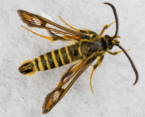 The pollinator pathway runs through private and public land in UK towns and countryside. An example is the Scottish B-line alongside the coast-to-coast John Muir footpath, which provides habitats for species like the six-belted clearwing. This species is often found in coastal grasslands, which are narrowing because of coastal erosion.