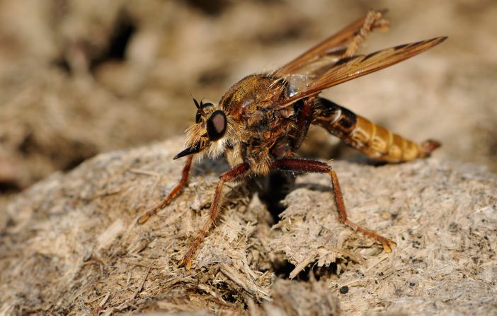 An increase in nectar-rich grasslands and heathlands can help protect the population of predator species like the hornet robberfly, which <a href="index.php?page=&url=https%3A%2F%2Fwww.wildlifetrusts.org%2Fwildlife-explorer%2Finvertebrates%2Fflies%2Fhornet-robberfly" target="_blank" target="_blank">catches dung beetles, bees and grasshoppers</a>, maintaining the balance of the ecosystem. 