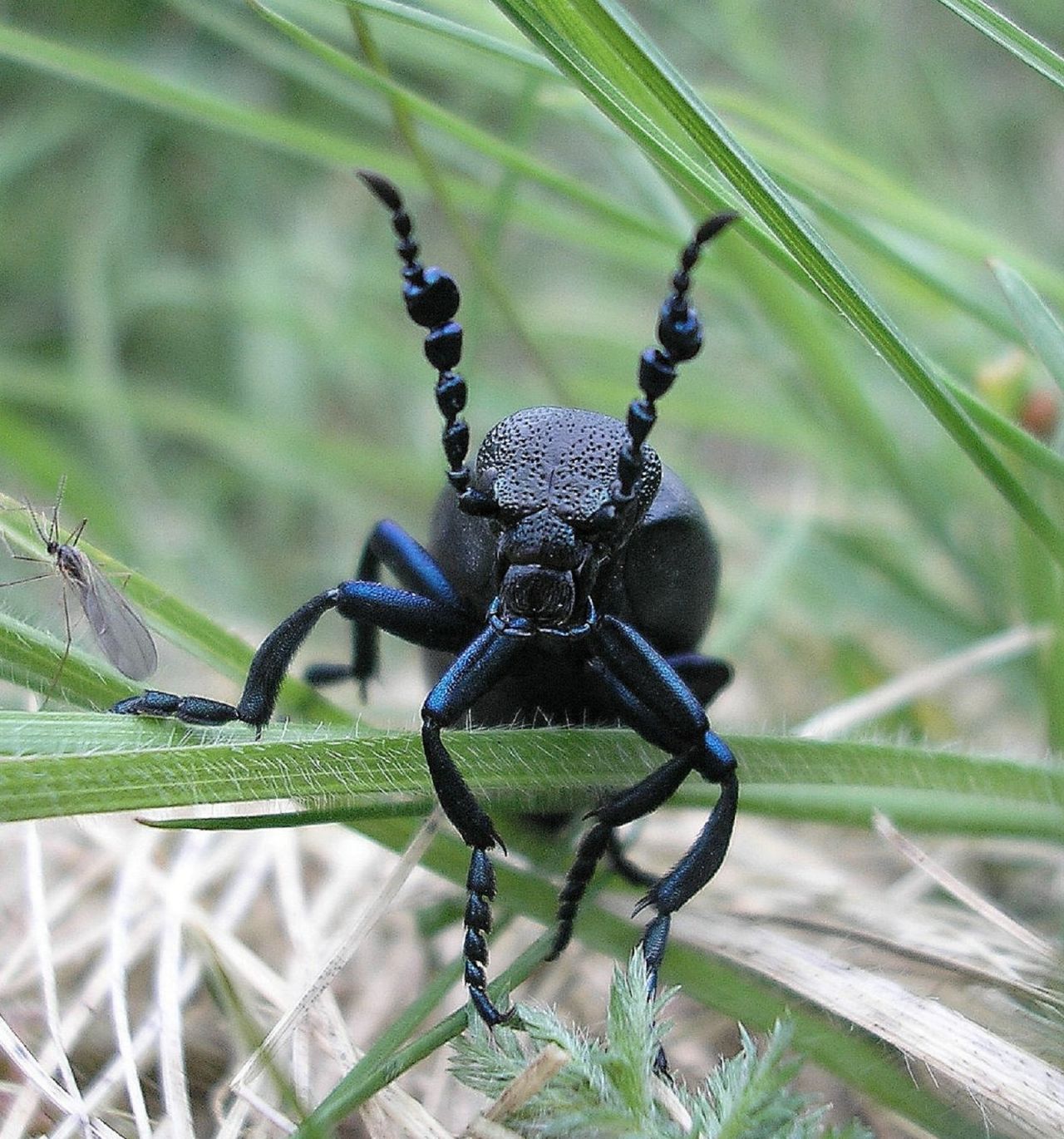 Wildflower-rich grasslands and heathlands are important for maintaining connectivity and biodiversity. Other species depend on pollinators for survival, for instance The black oil beetle thrives in those areas and is largely dependent on the <a href="https://cdn.buglife.org.uk/2019/08/Oil-Beetle-national-survey-leaflet-for-web_5-species.pdf" target="_blank" target="_blank">diversity of wild bees</a>.