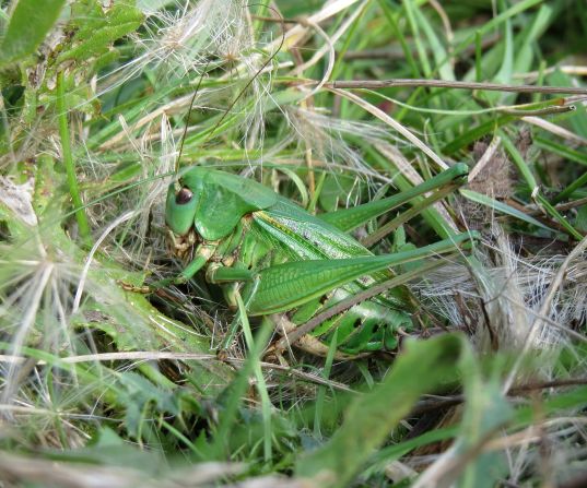 The rare wart-biter bush cricket relies on grasslands for its habitats and is protected under the UK's 1981 <a href="index.php?page=&url=https%3A%2F%2Fwww.google.com%2Fsearch%3Fq%3Dwildlife%2Band%2Bcountryside%2Bact%2B1981%2Bwart%2Bbiter%26sxsrf%3DALiCzsZ1Vg-ZBfzuBQY-WSCO5bfxwTpmBg%253A1654702825187%26ei%3D6cKgYoKAC4uG8gKNjYzICQ%26ved%3D0ahUKEwjCmOqwmJ74AhULg1wKHY0GA5kQ4dUDCA4%26uact%3D5%26oq%3Dwildlife%2Band%2Bcountryside%2Bact%2B1981%2Bwart%2Bbiter%26gs_lcp%3DCgdnd3Mtd2l6EAMyBQgAEKIEOgcIIxCwAxAnOgcIABBHELADOgYIABAeEBY6BQghEKABOgcIIRAKEKABOgQIIRAVSgQIQRgASgQIRhgAUPAFWJUWYN4ZaAJwAXgAgAF9iAG1BpIBBDEwLjGYAQCgAQHIAQrAAQE%26sclient%3Dgws-wiz" target="_blank" target="_blank">Wildlife and Countryside Act</a>.