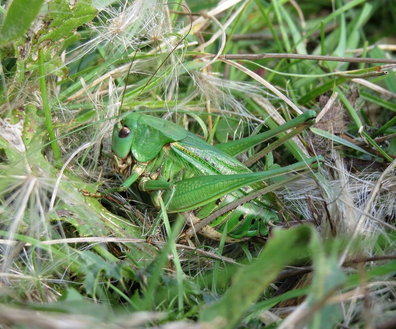 The rare wart-biter bush cricket relies on grasslands for its habitats and is protected under the UK's 1981 <a href="https://www.google.com/search?q=wildlife+and+countryside+act+1981+wart+biter&sxsrf=ALiCzsZ1Vg-ZBfzuBQY-WSCO5bfxwTpmBg%3A1654702825187&ei=6cKgYoKAC4uG8gKNjYzICQ&ved=0ahUKEwjCmOqwmJ74AhULg1wKHY0GA5kQ4dUDCA4&uact=5&oq=wildlife+and+countryside+act+1981+wart+biter&gs_lcp=Cgdnd3Mtd2l6EAMyBQgAEKIEOgcIIxCwAxAnOgcIABBHELADOgYIABAeEBY6BQghEKABOgcIIRAKEKABOgQIIRAVSgQIQRgASgQIRhgAUPAFWJUWYN4ZaAJwAXgAgAF9iAG1BpIBBDEwLjGYAQCgAQHIAQrAAQE&sclient=gws-wiz" target="_blank" target="_blank">Wildlife and Countryside Act</a>.