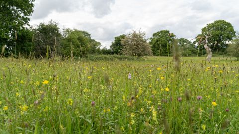 A diverse array of wildflowers can be seen at Melverley Meadows in Shropshire, UK.