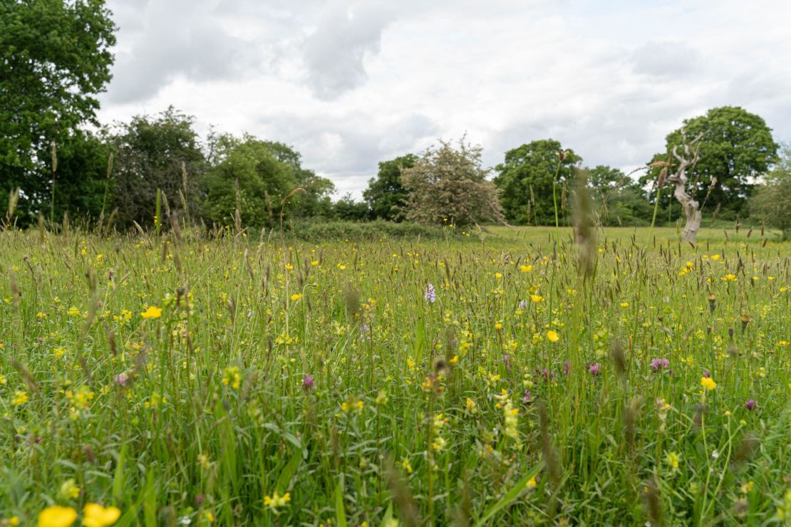 A diverse range of wildflowers can be seen at Melverley Meadows in Shropshire, UK.
