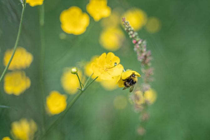Biodiverse wildflower-rich grasslands can take one to two years to bloom, while a 10-year management plan is recommended to maintain them, says Jamie Robins, programmes manager at Buglife. 