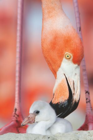 Chicks are keen explorers, says Koob. To keep the chick's in the nest, the adult flamingos try to hold them between their feet. 