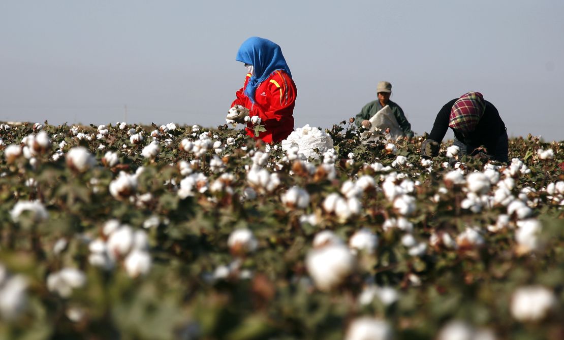Cotton pickers harvest a crop of cotton at a field in Hami, in China's far west Xinjiang region on September 20, 2011, as the Chinese government plans a market-control strategy designed to support cotton farmers, with a sudden decline in export orders for China-made textiles and garments which in turn affect domestic cotton prices.  The global economy is much weaker than believed just months ago, and growth should pick up only slightly next year, the International Monetary Fund said on September 20.     CHINA OUT        AFP PHOTO (Photo credit should read STR/AFP via Getty Images)